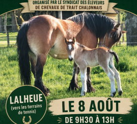 Concours de chevaux de trait 
