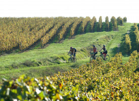 Echappée au coeur du Massif : entre forêts et vignobles