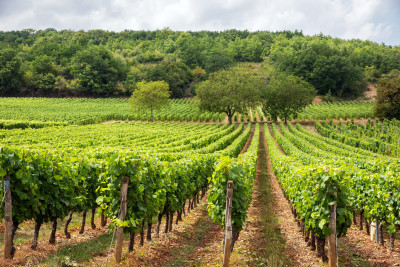 Terroir et vignobles